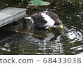 Ueno Zoo Eagle 68433038