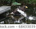 Ueno Zoo Eagle 68433039