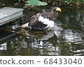 Ueno Zoo Eagle 68433040