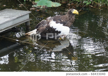 Ueno Zoo Eagle Ueno Zoo Eagle 68433040