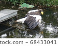 Ueno Zoo Eagle 68433041
