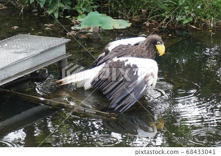 Ueno Zoo Eagle Ueno Zoo Eagle 68433041