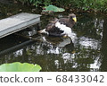 Ueno Zoo Eagle 68433042