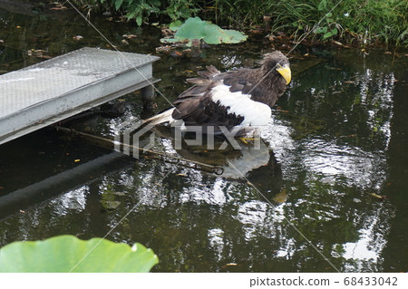 Ueno Zoo Eagle Ueno Zoo Eagle 68433042