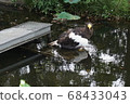 Ueno Zoo Eagle 68433043
