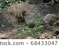 Ueno Zoo Prairie Dog 68433047