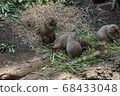 Ueno Zoo Prairie Dog 68433048
