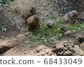 Ueno Zoo Prairie Dog 68433049