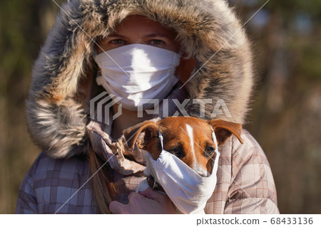 Jack Russell terrier wearing white cotton mouth Jack Russell terrier wearing white cotton mouth 68433136