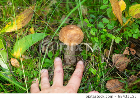 Hand showing on mushroom in the forest, at the grass Hand showing on mushroom in the forest, at the grass 68433153