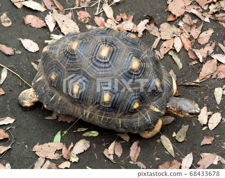 Tailored turtle 68433678