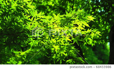 Landscape Of Green Maple Leaf Stock Photo 68433986 Pixta