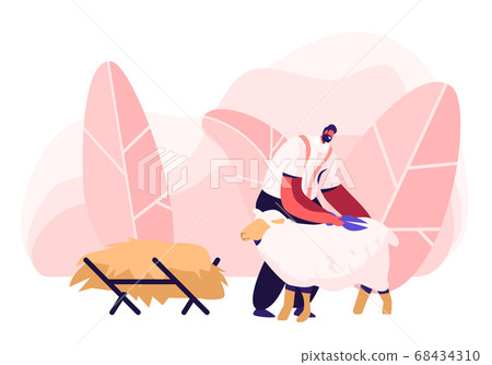 Mature Farmer Shearing Sheep for Wool in Barn 68434310