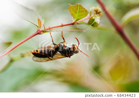 bee hanging on a plant in a funny pose 68434423