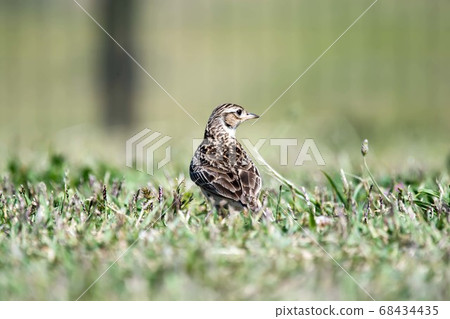 野鳥 野鳥 68434435