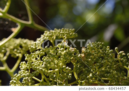 烏鴉刺秀 68434457