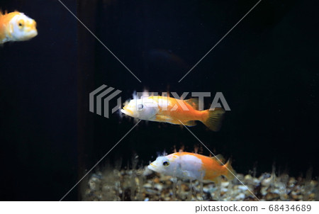 Ornamental fish 68434689