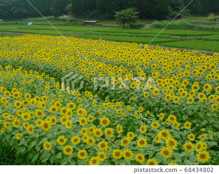 A bright yellow sunflower field in full bloom in the rice terraces A bright yellow sunflower field in full bloom in the rice terraces 68434802