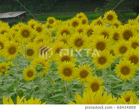明亮的黃色向日葵田在水稻梯田盛開 明亮的黃色向日葵田在水稻梯田盛開 68434809