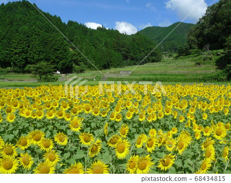 明亮的黃色向日葵田在水稻梯田盛開 68434815