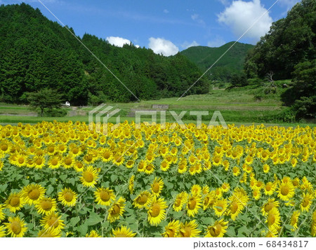明亮的黃色向日葵田在水稻梯田盛開 68434817