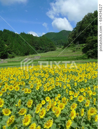 A bright yellow sunflower field in full bloom in the rice terraces 68434827