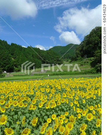 明亮的黃色向日葵田在水稻梯田盛開 68434829