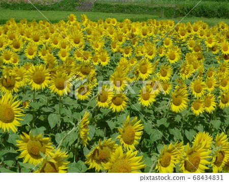 明亮的黃色向日葵田在水稻梯田盛開 68434831
