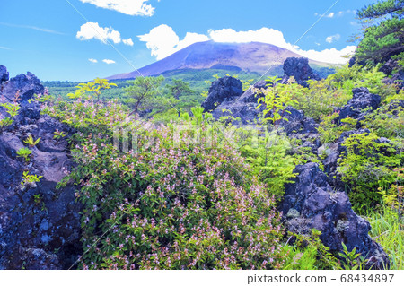 Azalea and Mount Asama Azalea and Mount Asama 68434897