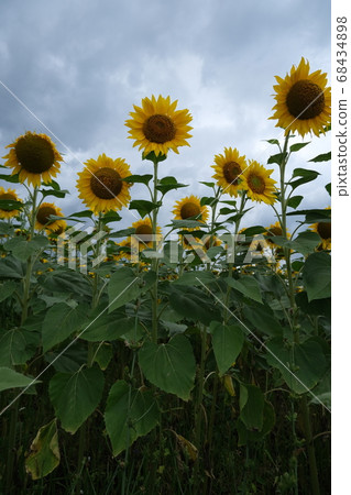 Sunflower field landscape. field of blooming sunflowers on a background sunset. Sunflower natural background, Sunflower field landscape. field of blooming sunflowers on a background sunset. Sunflower natural background, 68434898
