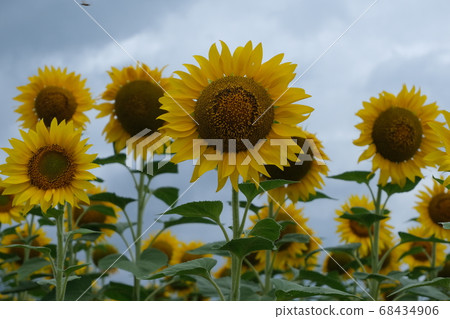 Sunflower field landscape. field of blooming sunflowers on a background sunset. Sunflower natural background, Sunflower field landscape. field of blooming sunflowers on a background sunset. Sunflower natural background, 68434906