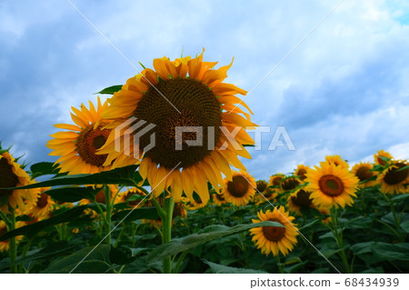 Sunflower field landscape. field of blooming sunflowers on a background sunset. Sunflower natural background,  68434939
