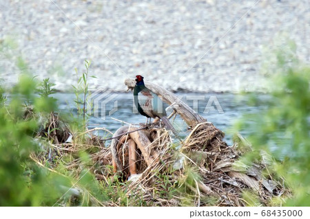 野生鳥類野雞 68435000