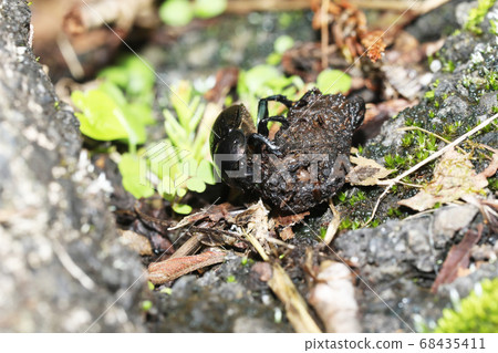 Centipede carrying feces 68435411