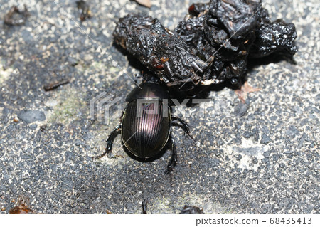 Centipede carrying feces Centipede carrying feces 68435413