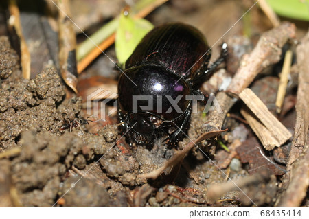 Centipedeal Centipedeal 68435414