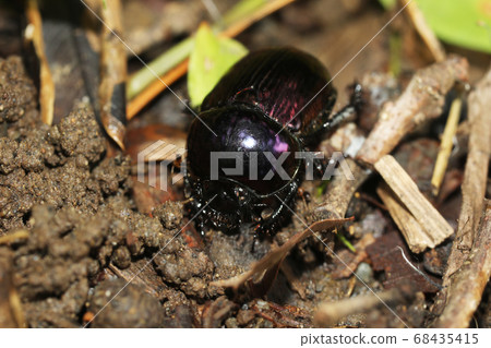 Centipedeal 68435415