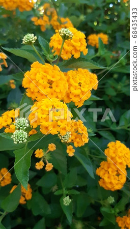 Lantana flowers blooming on the roadside (yellow type) Lantana flowers blooming on the roadside (yellow type) 68435433
