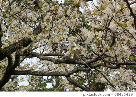 Squirrel in the cherry tree Squirrel in the cherry tree 68435459