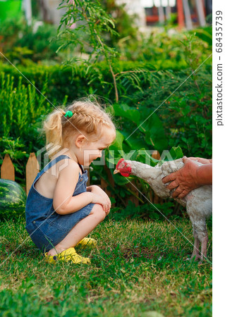Little child girl and hen on farm.  68435739