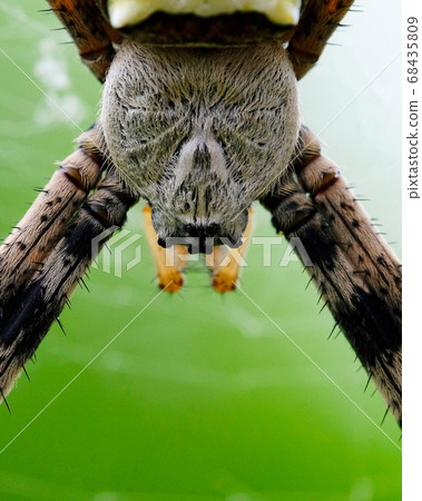 eyes of a huge orb-weaver spider 68435809