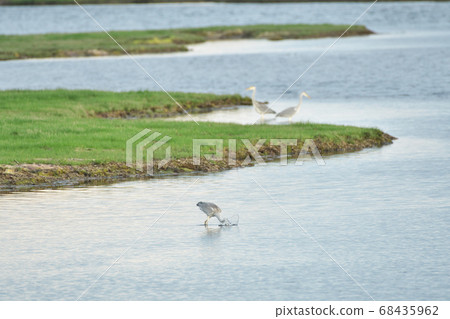 A magnificent landscape with herons in the marsh 68435962