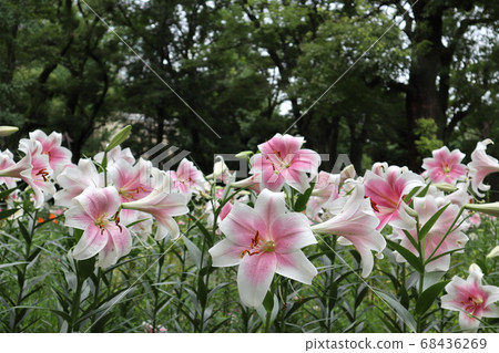 Lily try on furter Lily try on furter 68436269