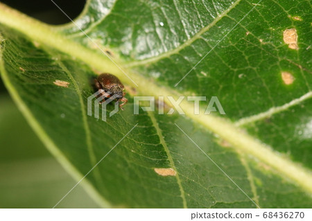 Living creatures Insect red weevil, often found under the bark of zelkova in winter, but this is the active stage 68436270