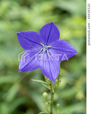 菊花的花朵 菊花的花朵 68436320