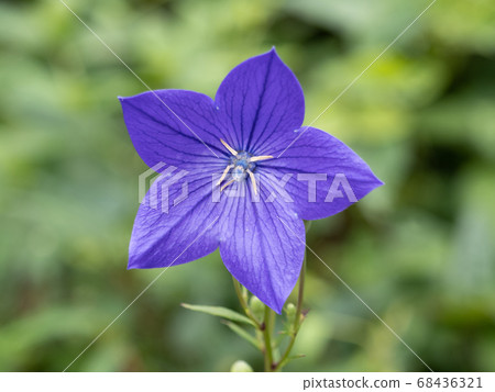 菊花的花朵 68436321