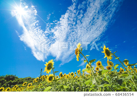 Sunflowers looking up at the sky ④ (sunflower field) Sunflowers looking up at the sky ④ (sunflower field) 68436554