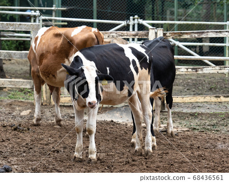 Beef Holstein 68436561