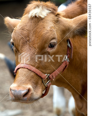 Beef gandhi Beef gandhi 68436587