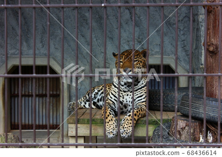 美洲虎在東山動物園的籠子裡 美洲虎在東山動物園的籠子裡 68436614